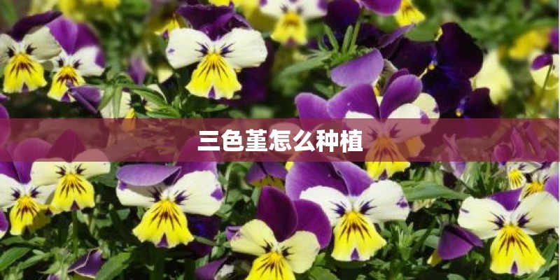 三色堇怎么种植