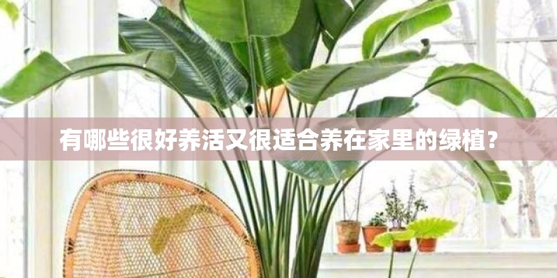 有哪些很好养活又很适合养在家里的绿植？