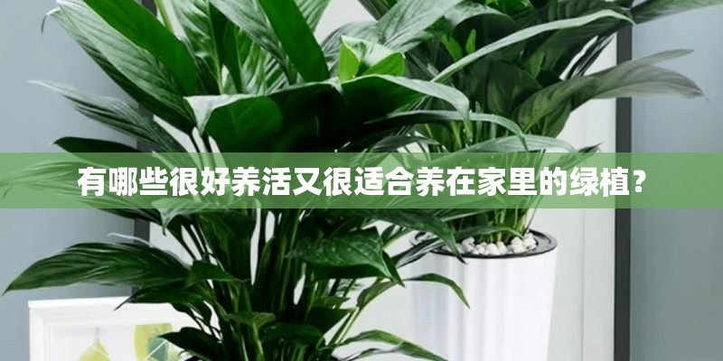 有哪些很好养活又很适合养在家里的绿植？