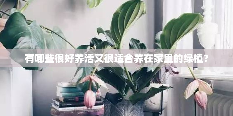 有哪些很好养活又很适合养在家里的绿植？