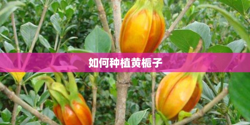 如何种植黄栀子 如何种植黄栀子