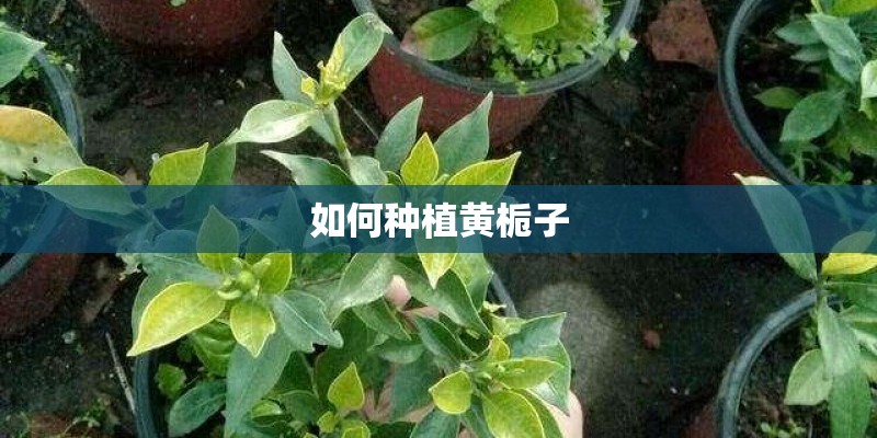 如何种植黄栀子 如何种植黄栀子