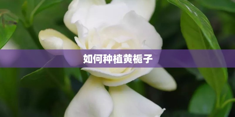 如何种植黄栀子 如何种植黄栀子