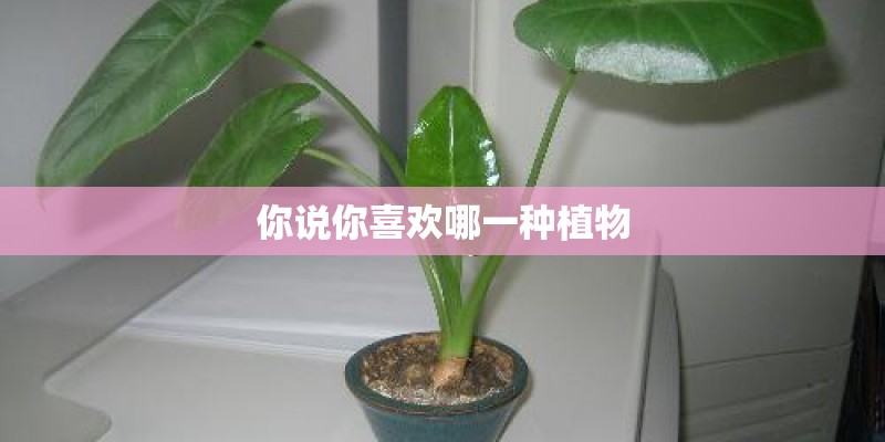 你说你喜欢哪一种植物