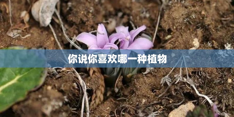 你说你喜欢哪一种植物