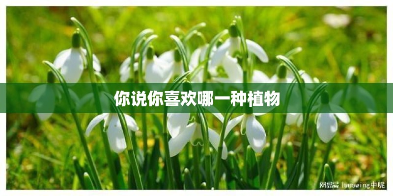 你说你喜欢哪一种植物