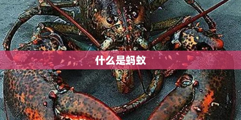 什么是蚂蚁