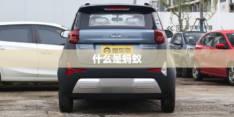 什么是蚂蚁