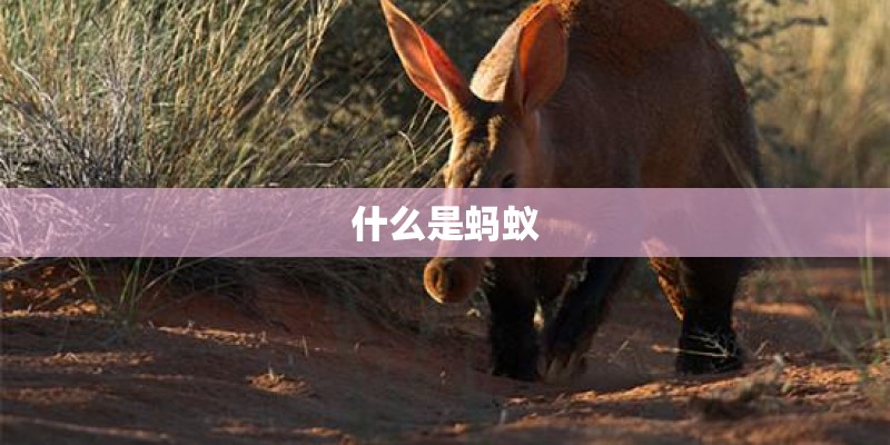 什么是蚂蚁