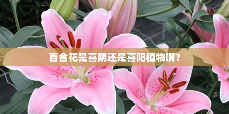 百合花是喜阴还是喜阳植物啊？