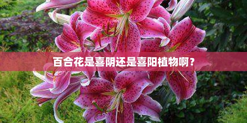百合花是喜阴还是喜阳植物啊？