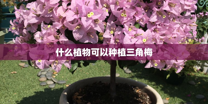 什么植物可以种植三角梅