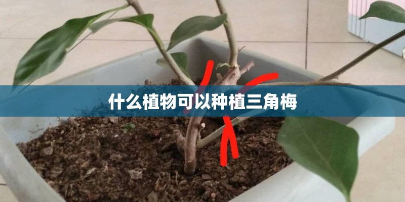 什么植物可以种植三角梅