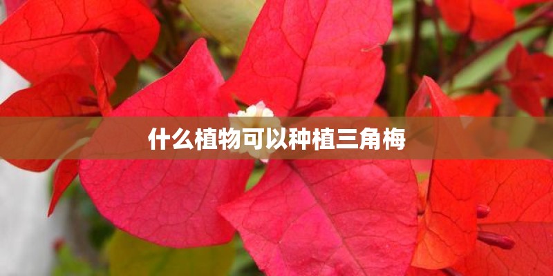 什么植物可以种植三角梅