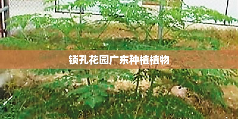 锁孔花园广东种植植物 锁孔花园广东种植植物