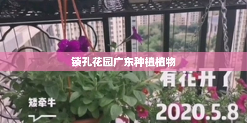 锁孔花园广东种植植物 锁孔花园广东种植植物
