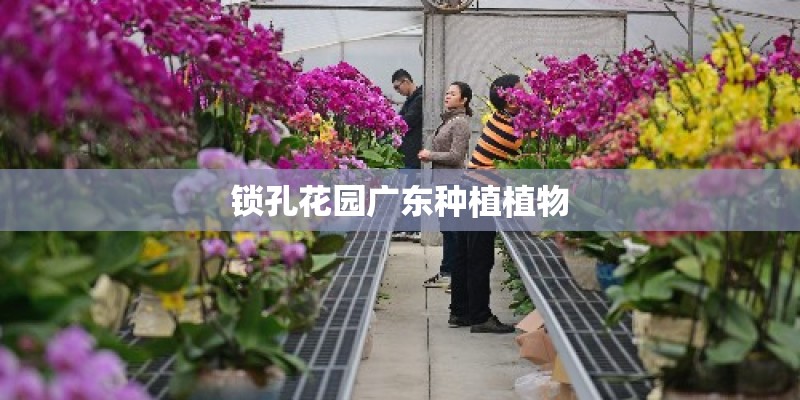 锁孔花园广东种植植物 锁孔花园广东种植植物