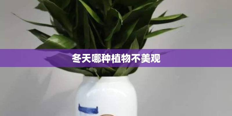 冬天哪种植物不美观
