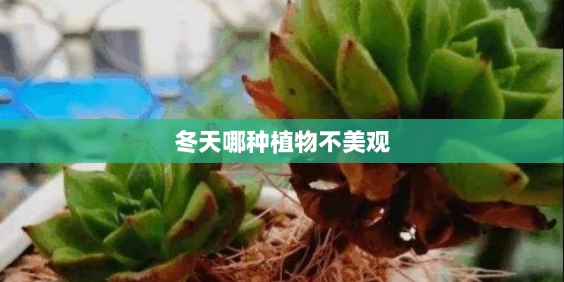 冬天哪种植物不美观