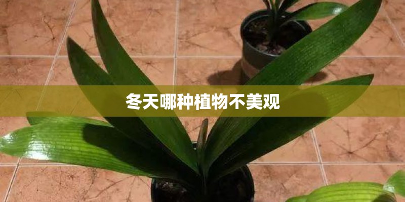冬天哪种植物不美观